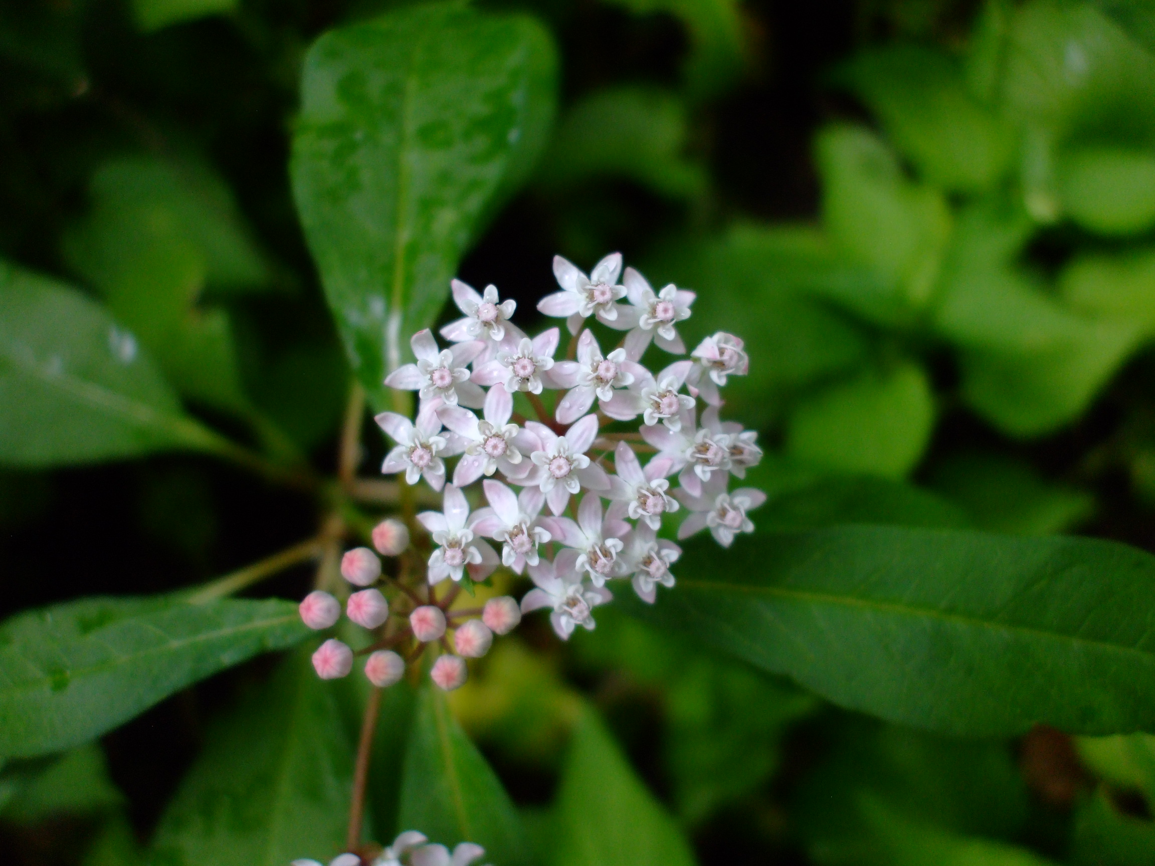 Asclepias perennis